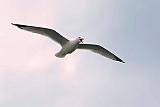 Gull In Flight_DSCF00764